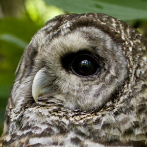 Barry the Barred Owl—Barred Owl Portrait
