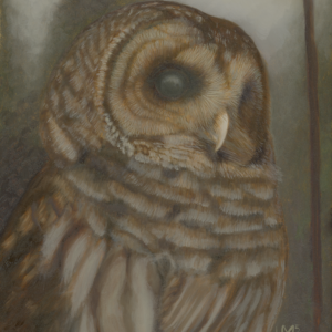 Barry the Barred Owl in the Fog (Giclée Canvas Print)