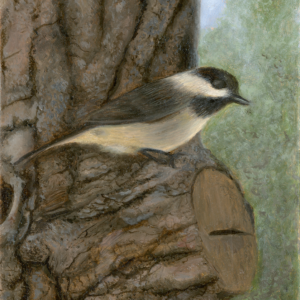 Carolina Chickadee (7" x 5")