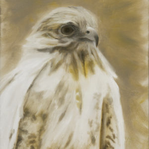 Albino Red-Tailed Hawk Study (Giclée Canvas Print)