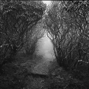 Foggy Craggy Gardens