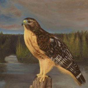 Lakota—Red-Shouldered Hawk (Giclée Canvas Print)