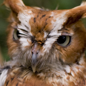 Little Wizard—Red-Phase Screech Owl Portrait
