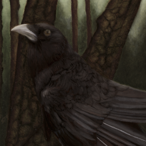Nelson the Crow (Giclée Canvas Print)