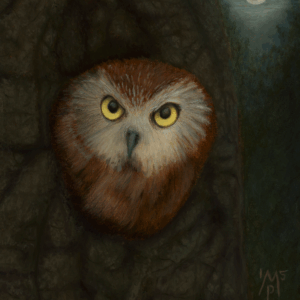 On the Lookout—Northern Saw-Whet Owl (Giclée Canvas Print)