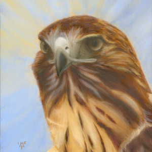 Portrait of a Lady—Red-Tailed Hawk (Giclée Canvas Print)