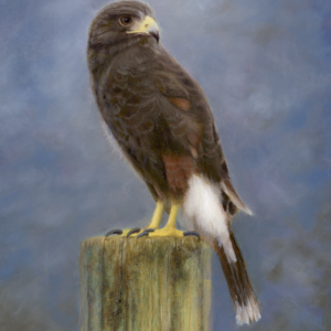 Scout in the Clouds—Harris's Hawk Portrait (16" x 12")