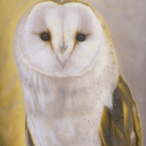 Surrey the Barn Owl (12" x 9")