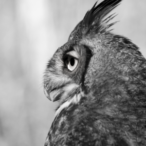 The Chief—Great Horned Owl Portrait (Unframed Print)