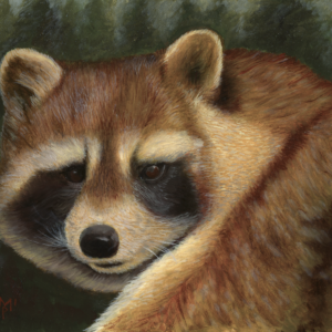 Caught in the Act—Raccoon Portrait (8