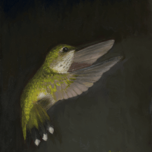 Grace in the Dark—Ruby-Throated Hummingbird (7" x 5")